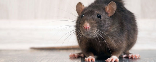 Débarrasser des rats