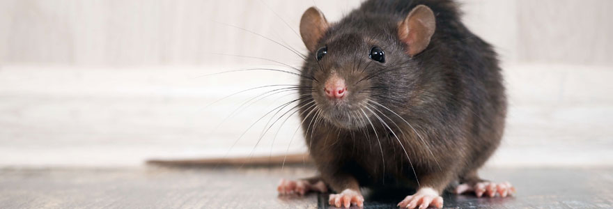 Débarrasser des rats